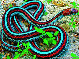 Breathtaking Snake Wallpaper For Free Download Naldz Graphics 1024 768 Picture Of Snake Wallpapers 57 Wallpapers Ad Snake Wallpaper Snake Images Pet Snake