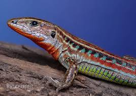 Image result for Stenocercus simonsii