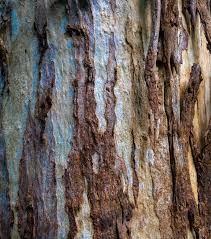 Image result for Eucalyptus tereticornis