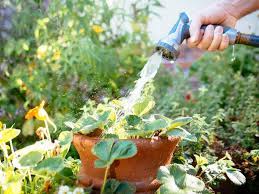 Place indoor plants on a wet towel in the bath or. 6 Hot Weather Watering Tips To Survive A Heat Wave Garden Betty