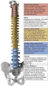 Spine And Nervous System Spine Health Medical Knowledge Medical Anatomy