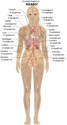 Using 10 views of the male and female body learners match mandarin chinese words to the body parts they identify. Human Body Diagrams Wikimedia Commons