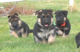 German shepherd puppies for sale. German Shepherd Puppies For Sale In Iowa Petswall
