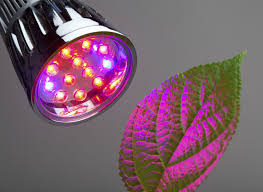 Better quality leds for plant growth utilize a full white spectrum that you need to ensure your plants are receiving light from a full spectrum led light and that only comes from the best led grow lights. Red Light Or Blue Light For Plants Effects Of Red And Blue Light On Plants