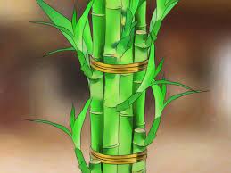 Pin On Wikihow To Garden