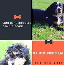 See more ideas about bernedoodle, puppies, bernedoodle puppy. Gentle Giant Bernedoodles Home Facebook
