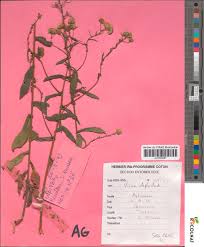 Image result for Pentanema indicum