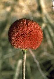 Image result for Parkia filicoidea