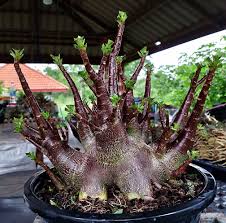 Image result for Erucastrum arabicum