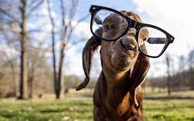 We have an extensive collection of amazing background images carefully chosen by our community. 80 Goat Hd Wallpapers Background Images