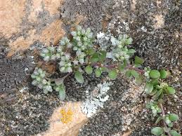 Image result for Polycarpon tetraphyllum