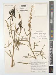 Image result for Crotalaria lanceolata