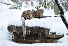 Department of interior, and convention on international trade in endangered species (cites) all list the animal as endangered. Snow Leopards The Beautiful Yet Elusive Big Cats Daily Sabah