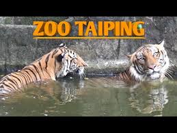 Choose from 64 taiping hotel deals. Zoo Taiping Night Safari Taiping Destimap Destinations On Map