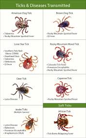 Image result for infected tick bite