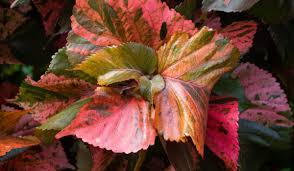 Image result for Acalypha paucifolia