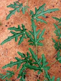 Image result for Acanthosicyos naudinianus