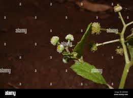 Image result for Dichrocephala