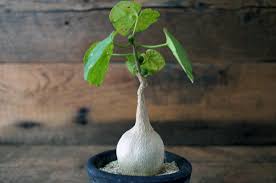 Image result for Pyrenacantha kirkii