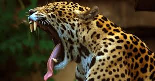 Nile Crocodile Dangerous Beast Nile River Stock Illustration 2207297753 |  Shutterstock