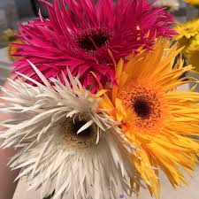 These delicate flowers emerge in the depths of winter, as early as the 1st of january. Gunns Flowers Nz Home Facebook