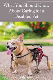 What You Should Know About Caring For A Disabled Pet In 2021 Pets Paralyzed Dog Pet Sitters