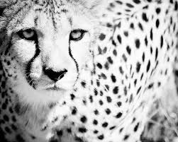 Black And White Cheetah Photography Wildlife Photography Cheetah Wall Art Black And White Etsy Wildlife Photography Fine Art Photographs Animal Photography