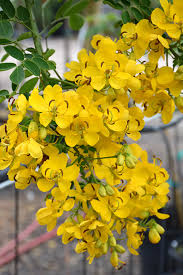 Image result for Cassia angolensis