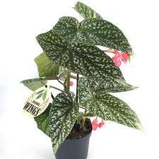 Image result for Begonia elaeagnifolia