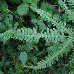 Image result for Pteris linearis