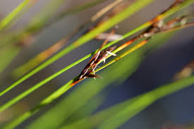 Image result for Schoenus