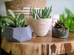 Silver queen can be grown small—really small; Unique Indoor Plant Pots Handmade Planters Handmade Planter Indoor Plants Indoor Plant Pots
