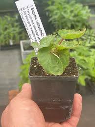 Image result for Begonia sutherlandii