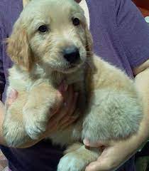 Litter of 10 (8 boys and 2 girls). Golden Retriever Mix Puppies Only 2 Left For Sale In Salt Lake City Utah Classified Americanlisted Com