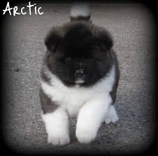 American Akita Dog Black And White American Akita Puppies Akita Puppies American Akita Puppies