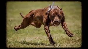 Rottweiler Vs Pitbull Facts Viraldogmoments