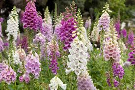 See some of our favorite purple garden flowers! Growing Tall Flowers Learn About Flowers That Grow High