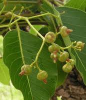 Image result for Diplorhynchus