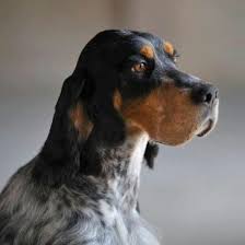 Tri Color English Setter English Setters Beautiful Tri Color English Setter English Setter English Setter Dogs Hunting Dogs