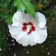 Top 25 Most Beautiful Hibiscus Flowers Whether you are picking out a. top 25 most beautiful hibiscus flowers
