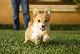 Corgi Breeders San Diego Corgi Breeders Corgi Puppies