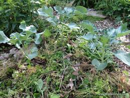 Maybe you would like to learn more about one of these? Mulching In The Permaculture Garden Tenth Acre Farm