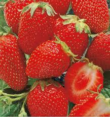 Fraisier Ostara Plante En Ligne Aliments Contre Le Cancer Fraisier Ostara Fruit