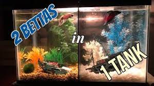 I once had a 4 inch monstrous male betta that could easily have bit a female in half, but was the most gentle fish in his tank. How We Put 2 Betta Fish In One Tank Youtube