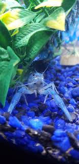 4.6 out of 5 stars 66. Can Blue Crayfish Live In A Michigan Pond Asking For A Friend Also They Are Procambarus Alleni Thanks Crayfish
