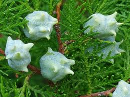 Image result for Platycladus