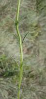 Image result for Striga bilabiata