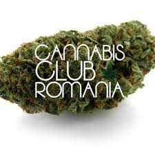 Contrar concepției fanaticilor de la noi, legalizarea marijuanei nu va crea delincvență în masă și nici nu va aduce apocalipsa asupra noastră. Cannabis Club Ro Cannabisclubro Twitter