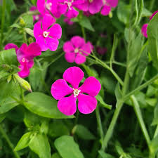 Image result for Silene