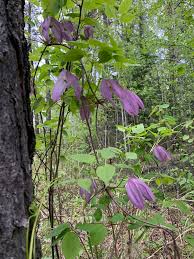 Image result for Clematis viridiflora